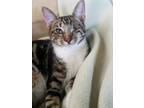 Adopt Phineas a Domestic Short Hair, Tabby