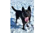 Adopt Lucas 40927 a Akita, Australian Cattle Dog / Blue Heeler