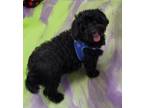 Adopt Lexus a Maltipoo