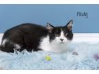 Adopt Pauly a Domestic Short Hair