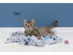 Adopt Silas a Domestic Short Hair