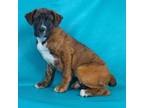 Adopt Bodi a Mastiff, Border Collie