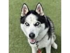 Adopt Koda FKA Fargo **Off-Site Foster Home** a Husky