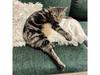 Adopt Bikini a Brown Tabby Domestic Mediumhair cat in Knoxville, TN (38406204)