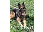 Adopt Santino a German Shepherd Dog