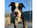 Adopt MONTY a Pit Bull Terrier