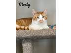 Adopt Monty a Tabby