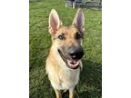 Adopt Wall-E a German Shepherd Dog, Mixed Breed