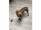 Adopt Dodger a Pit Bull Terrier, Mixed Breed