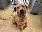 Adopt Robert a Redbone Coonhound, Mixed Breed