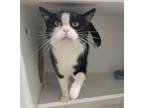 Adopt Quesadilla a Domestic Short Hair