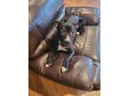 Adopt PRINCE a Staffordshire Bull Terrier, Mixed Breed