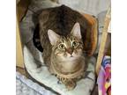 Adopt Vernon a Brown Tabby Domestic Mediumhair cat in Knoxville, TN (38406229)