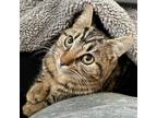 Adopt Jules a Brown Tabby Domestic Mediumhair cat in Knoxville, TN (38406182)