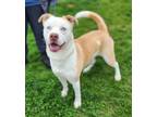 Adopt Pup HW(-) a Pit Bull Terrier, Mixed Breed