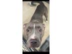 Adopt Ryu a Pit Bull Terrier, Mixed Breed