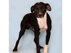 Adopt Chesney a Labrador Retriever, Pit Bull Terrier