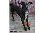Adopt Marcel a Pit Bull Terrier