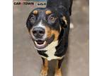 Adopt Tanjiro a Australian Cattle Dog / Blue Heeler, Australian Shepherd