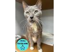 Adopt Prince a Gray or Blue Domestic Shorthair / Domestic Shorthair / Mixed