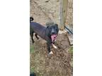 Adopt Beaux a American Bully