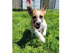 Adopt Hank a Australian Cattle Dog / Blue Heeler