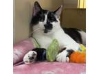 Adopt Ranch a Domestic Short Hair