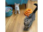 Adopt Bella & Bobby a Domestic Short Hair