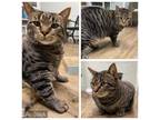 Adopt TIGGER a Domestic Short Hair