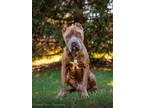 Adopt ROLO a Cane Corso