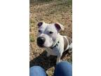 Adopt Robbie Taco a Pit Bull Terrier