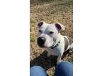 Adopt Robbie Taco (kennel) a Pit Bull Terrier