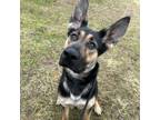 Adopt Toby a German Shepherd Dog