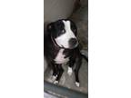 Adopt Pudge a American Staffordshire Terrier