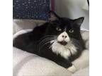 Adopt Panda-Foster a Domestic Medium Hair