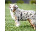 Miniature Australian Shepherd Puppy for sale in Holmesville, OH, USA
