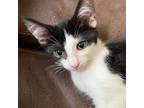 Adopt Croissant a White Domestic Shorthair cat in Chapel Hill, NC (38485821)