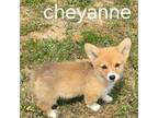 Cheyanne