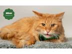 Adopt OLIVER (Gentle and Reserved) a Domestic Medium Hair