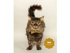 Adopt MOE (Gentle and Dignified) a Domestic Long Hair