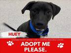 Adopt HUEY a Labrador Retriever, Cane Corso
