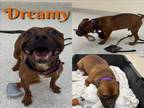 Adopt DREAMY a Pit Bull Terrier