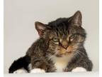 Adopt Simon a Tabby, Domestic Short Hair