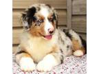 Australian Shepherd Puppy for sale in Lynchburg, VA, USA