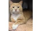 Adopt Leo a Domestic Short Hair