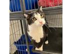 Adopt Dutch (Sox) (Victor) a Domestic Short Hair