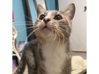 Adopt August - playful and sweet a American Shorthair, Tabby
