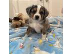 Miniature Australian Shepherd Puppy for sale in Wills Point, TX, USA