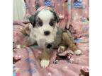 Miniature Australian Shepherd Puppy for sale in Wills Point, TX, USA