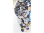 Adopt Oso-Courtesy post in Iowa a Chow Chow, Mixed Breed